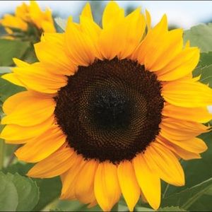 Meet your Posher, Annie